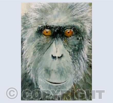 Chimpanzee