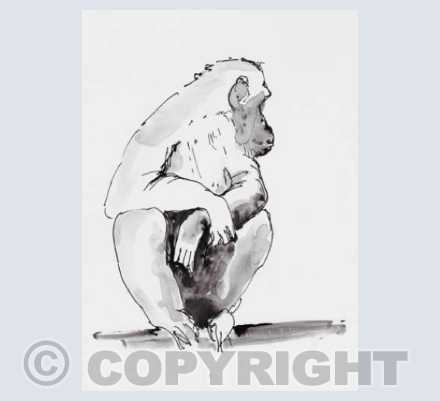 Watching chimpanzee