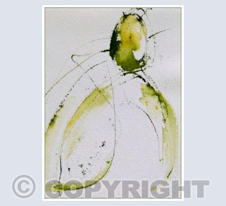 Snowdrop series 2