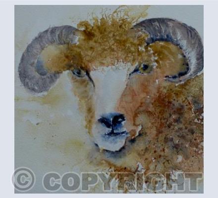 Dorset mother sheep
