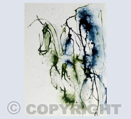 Snowdrops tangled in hedgerow