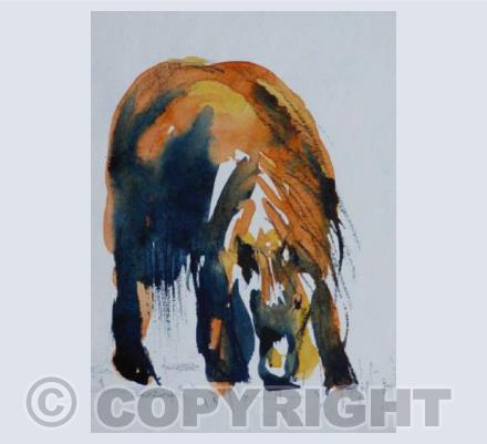 Shetland pony