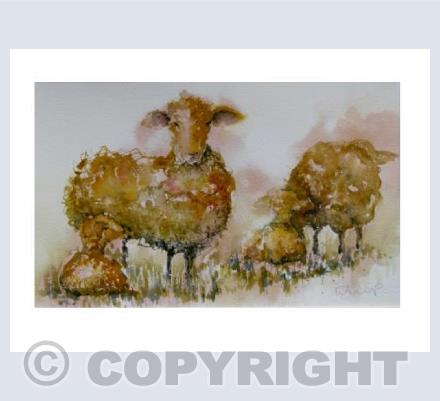 The new lambs