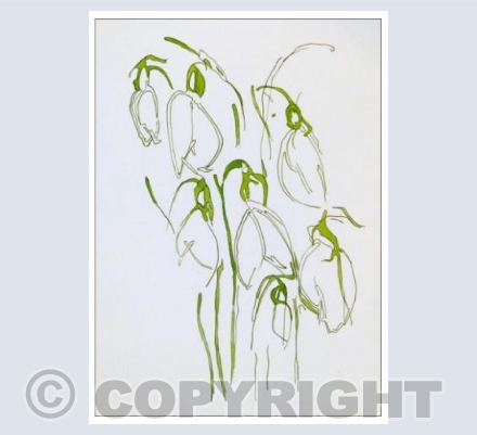 Miraculous Snowdrops