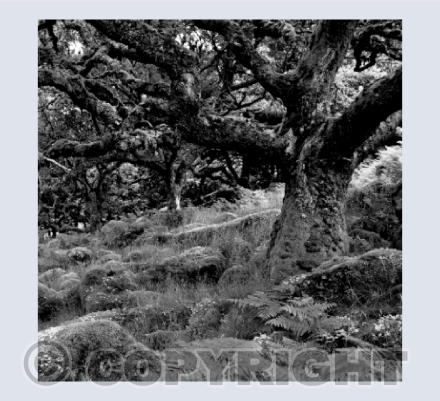 Wistman's Wood 2