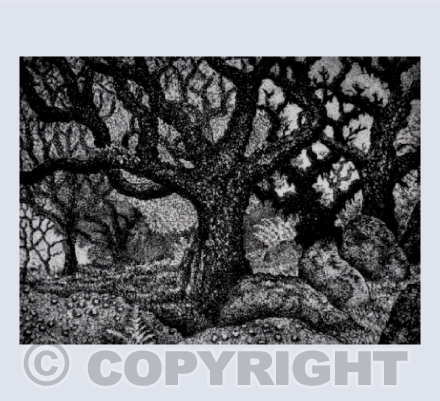 Wistman's Wood 3