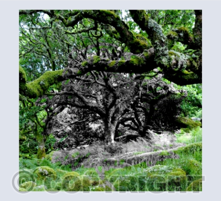 Wistman's Wood 4