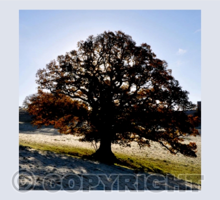 Oak 3