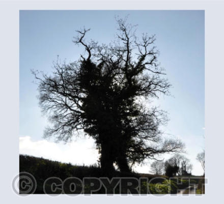 Oak 2