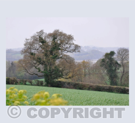 Teign Estuary Trees