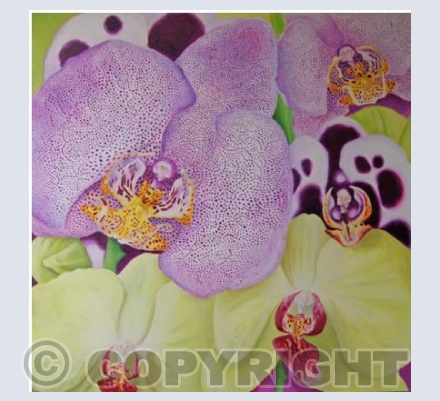 Orchids