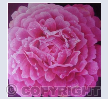 Peonies