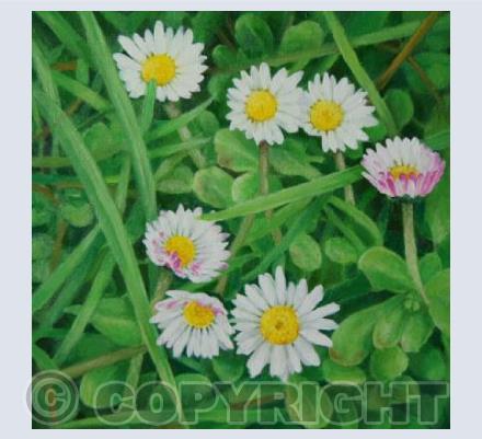 daisies