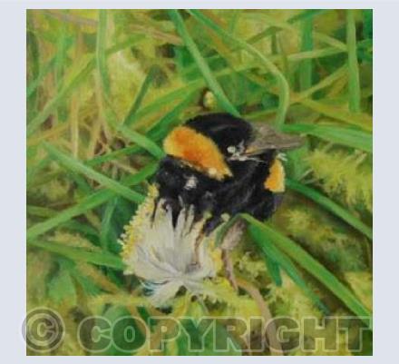 Bee and Clover