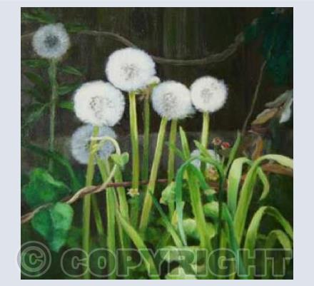 Dandelions