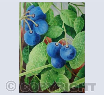 Blueberries