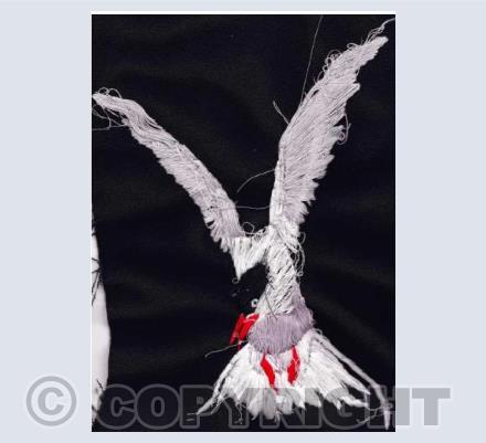 Arctic Tern