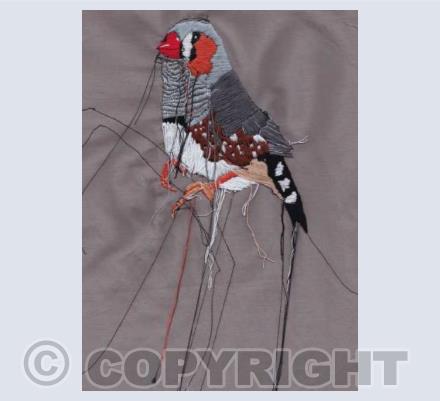 Zebra Finch