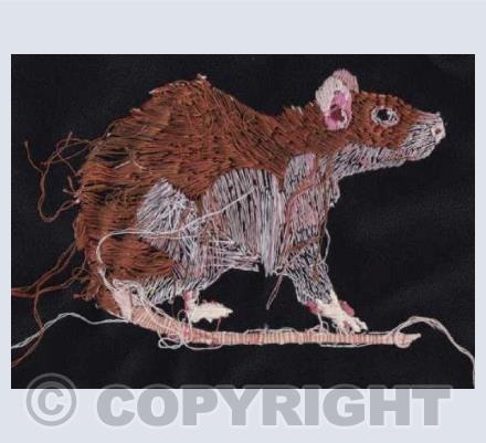 Rat