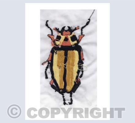Cowboy Beetle