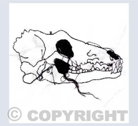 Wolf Skull