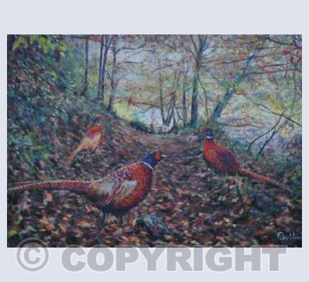 Autujmn Pheasants in Dales woodland.