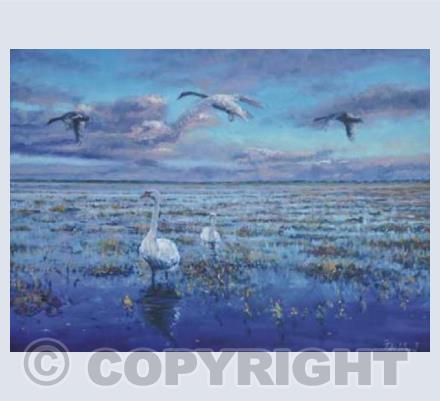 Swans reflecting