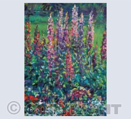Summer Lupins