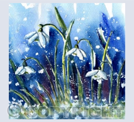 Snowdrops