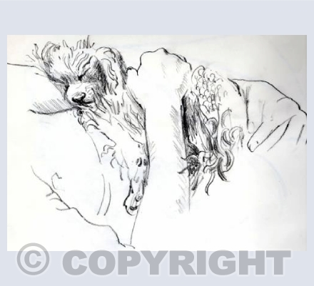 Sleeping puppy