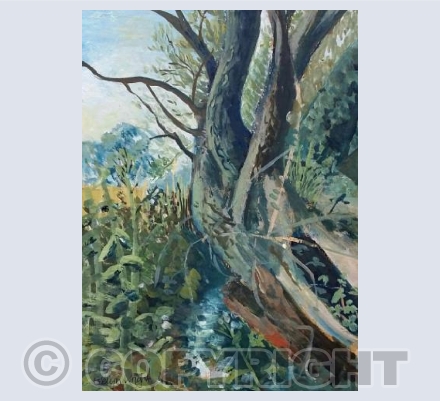 Willow by Codders Dyke Eston Notts 1970