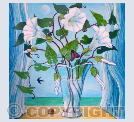 Convolvulus 