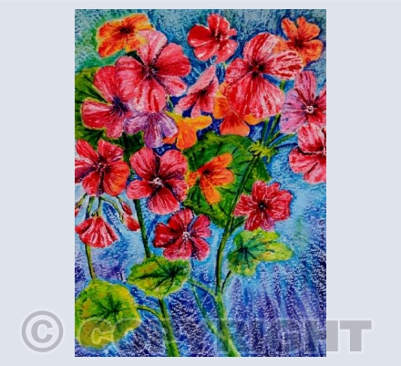 Geraniums 