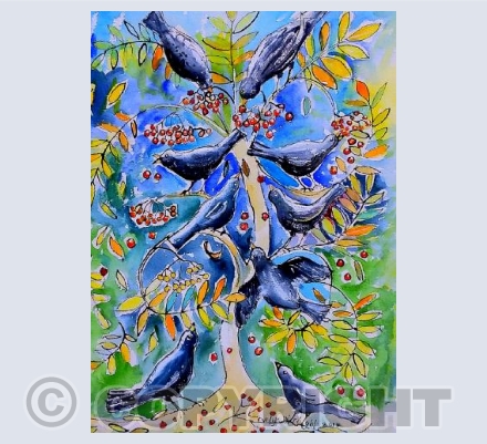 Blackbirds in rowan tree