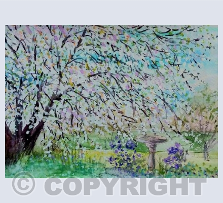 Cherry blossom 