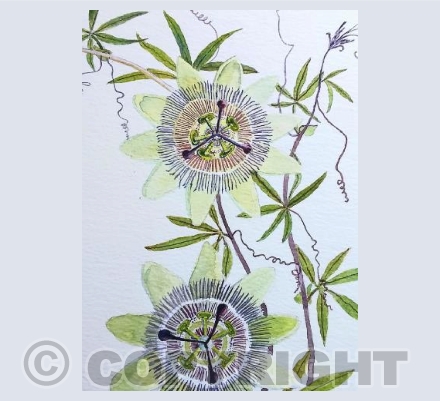 Passion flowers