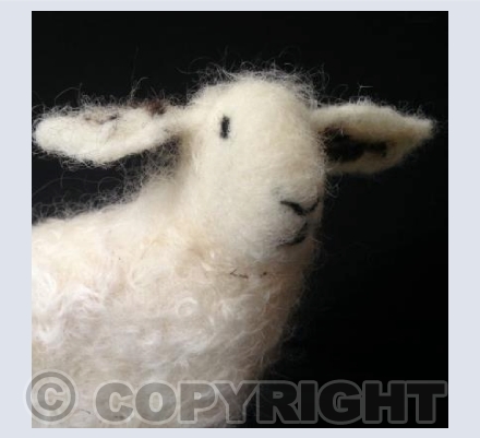 Arran the Sheep 