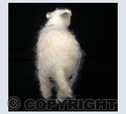 Arran the sheep - posterior view :)