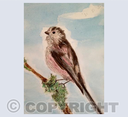 Long-tailed birdsong