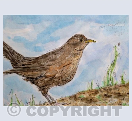 Female blackbird birdsong