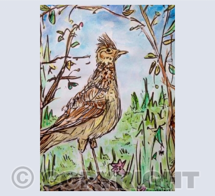 Skylark