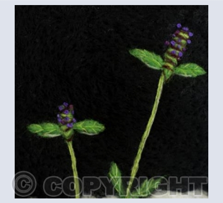 Self Heal - Prunella Vulgaris