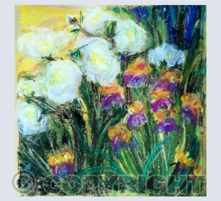 Violas and peonies
