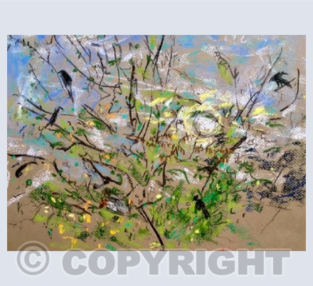Jackdaws in the Sycamore trees