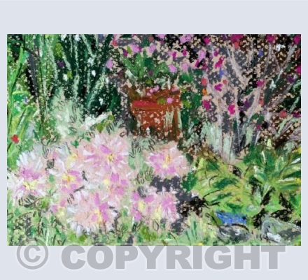 Lampranthus summer