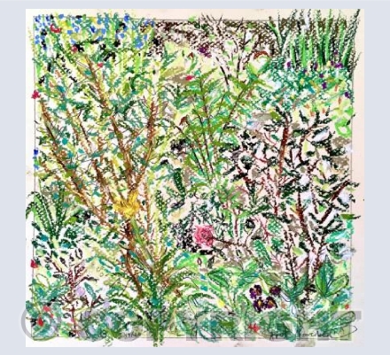 April flowerbed - first pink rose