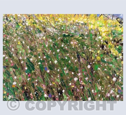 Wild mustard, creeping thistle, hover flies and bees - field in July, Perranuthnoe