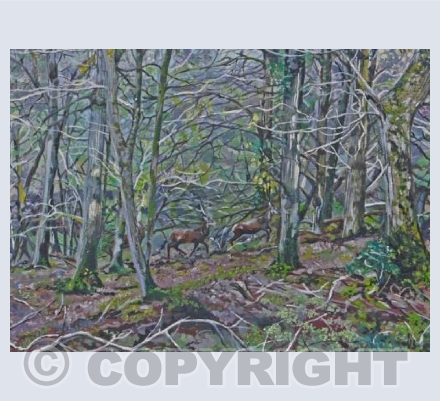 Great Wood Quantocks