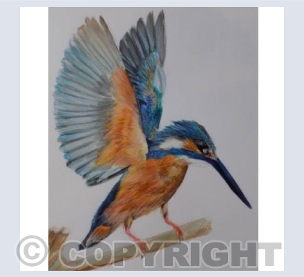 "Kingfisher"