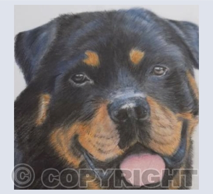 "Rottie"